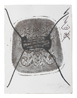 Variation sur une chaise (projet pour lithographie) 1984 Inchiostro e pastello su impronta del fondo di una sedia 65,7 x 50 cm